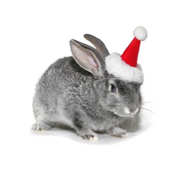 Noel Baba şapkalı beyaz bir arka plan üzerinde Noel tavşan