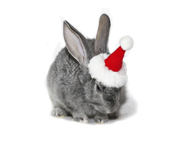 Noel Baba Şapkalı Beyaz Bir Arka Plan Üzerinde Noel Tavşan — Stok fotoğraf