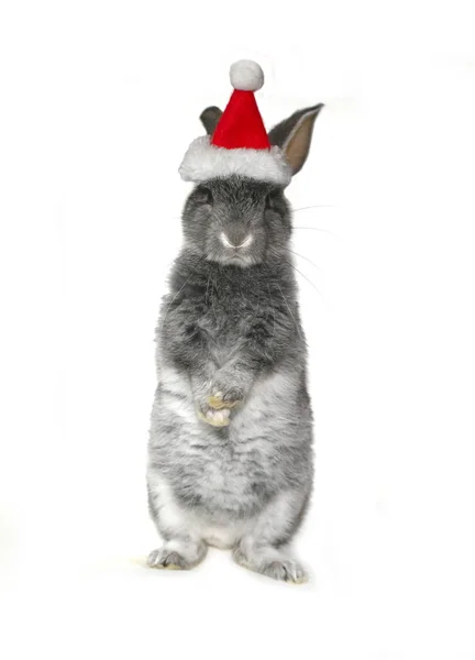 Coniglio Natale Nel Cappello Babbo Natale Sfondo Bianco — Foto Stock