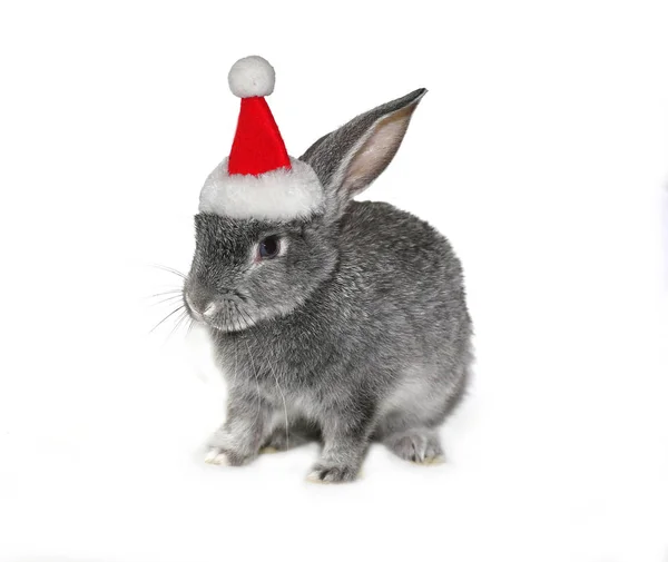Coniglio Natale Nel Cappello Babbo Natale Sfondo Bianco — Foto Stock