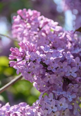 Pembe ağaç çiçeği bir güneşli bahar gününde