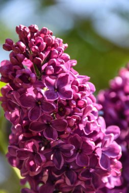 Pembe Buddleia fotoğraf güneş kadar kapatın