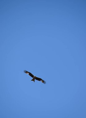 Okuma yukarıda mavi gökyüzü kırmızı uçurtma