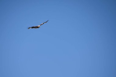 Okuma yukarıda mavi gökyüzü kırmızı uçurtma