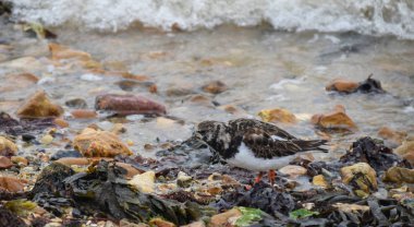 Kırmızı turnstones bir sürü yiyecek arayan suların çekildiği kıyı üzerinde