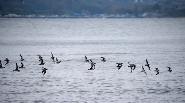 Bando Pedras Giratórias Ruddy Voo Sobre Solent — Fotografia de Stock