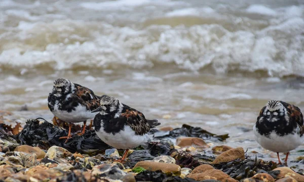 Kırmızı Turnstones Bir Sürü Yiyecek Arayan Suların Çekildiği Kıyı Üzerinde — Stok fotoğraf