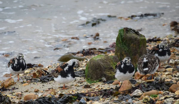 Kırmızı Turnstones Bir Sürü Yiyecek Arayan Suların Çekildiği Kıyı Üzerinde — Stok fotoğraf