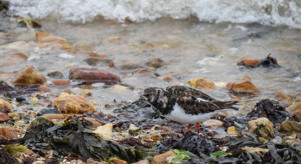 Kırmızı Turnstones Bir Sürü Yiyecek Arayan Suların Çekildiği Kıyı Üzerinde — Stok fotoğraf