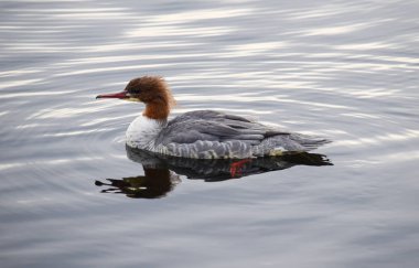 Cardiff Körfezi 'nde yüzen sıradan bir Mersanger.
