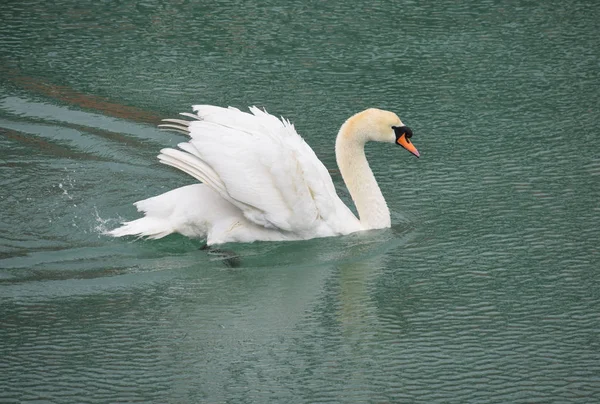 Cigno Muto Che Nuota Nell Acqua Del Porto Turistico Brighton — Foto Stock