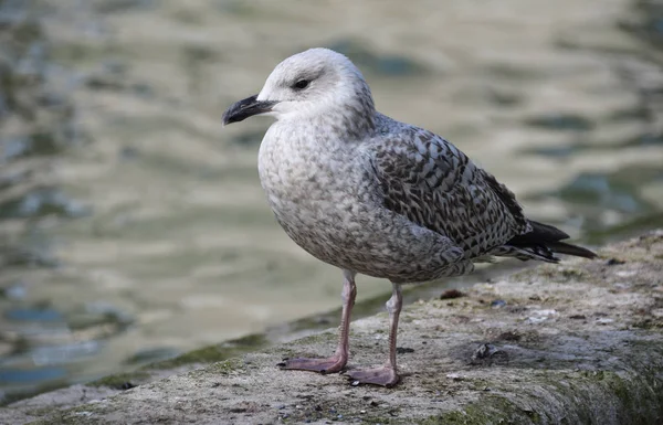 Jovem Arenque Gull — Fotografia de Stock