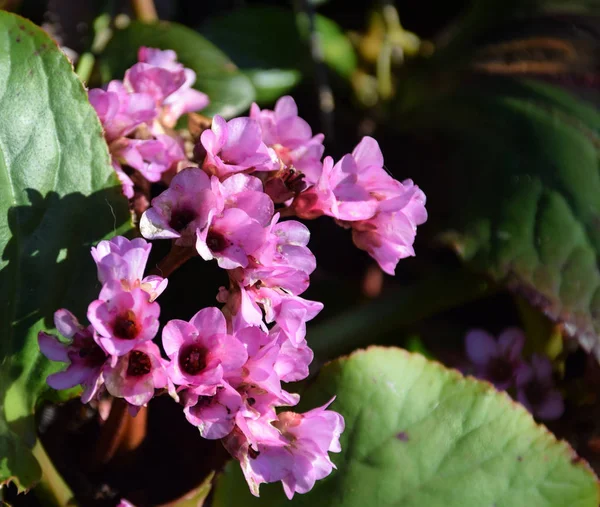 Uma Florzinha Flores Pequenas — Fotografia de Stock