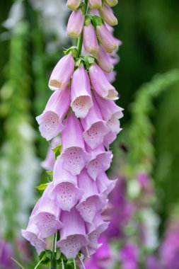 Bir kök pembe yüksükotu veya yüksük otu çiçek