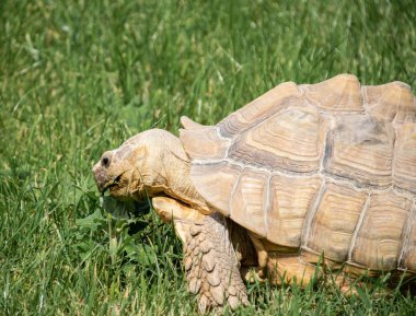 Çimenlerin üzerinde otlatma dev kaplumbağa