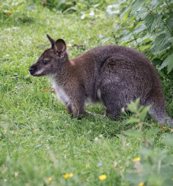 Kızıl boyunlu kanguru çimlere oturdu