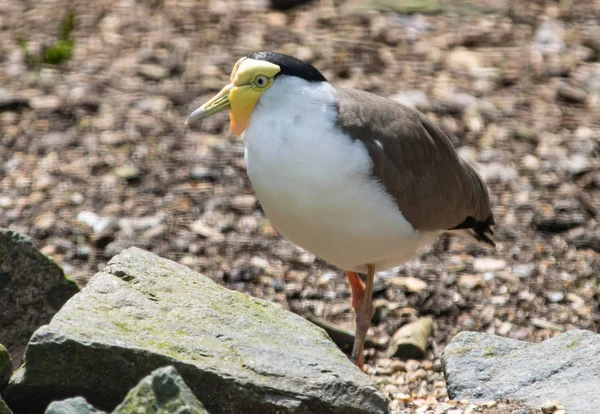 Una Foto Lapwing Enmascarado — Foto de Stock