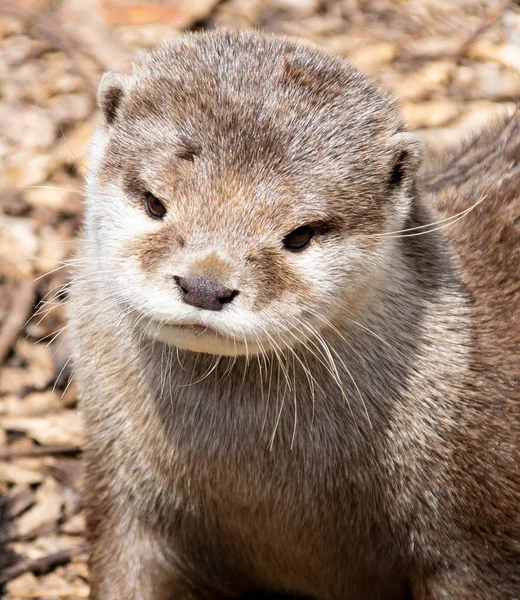 Close Portrait Asian Short Clawed Otter — Stock Photo, Image