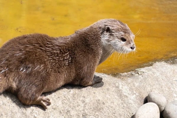 Asian Short Clawed Otter Walks Edge Pool — Stock Photo, Image