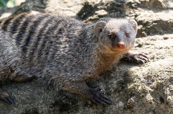 Ett Foto Bandad Mongoose Solig Dag — Stockfoto