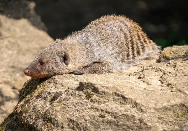Banded Mongoose Відпочиваючи Скелі — стокове фото
