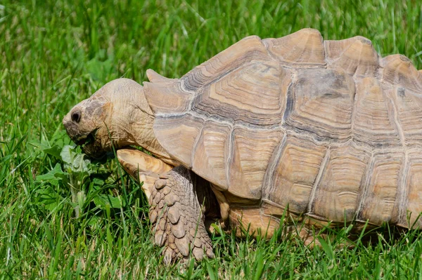 Una Tortuga Gigante Pastando Hierba —  Fotos de Stock