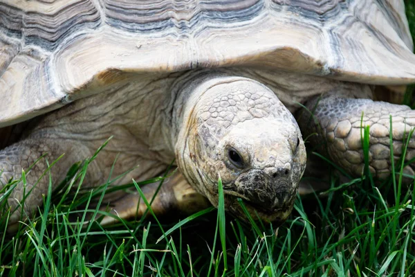 一只巨大的龟在草地上放牧 — 图库照片