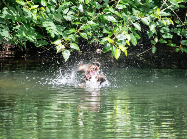 Kendisi yıkamayı sıçramasına Mandarin ördeği
