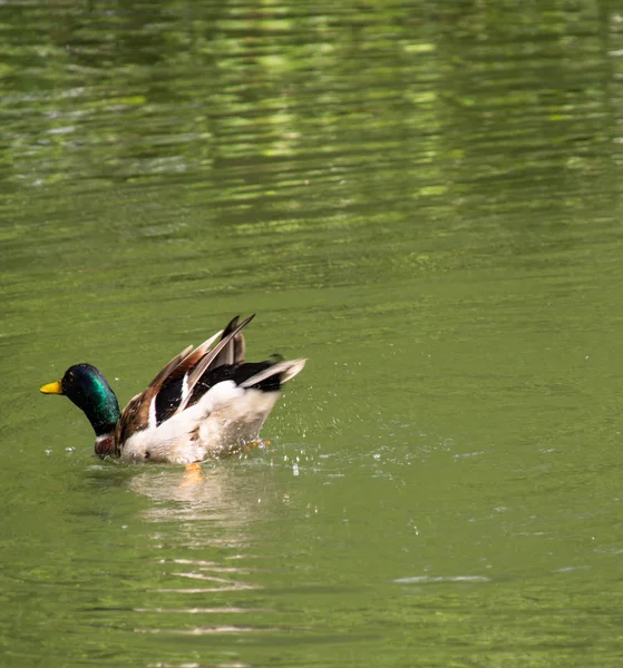 Mallard Tail Air While Bathing — стоковое фото