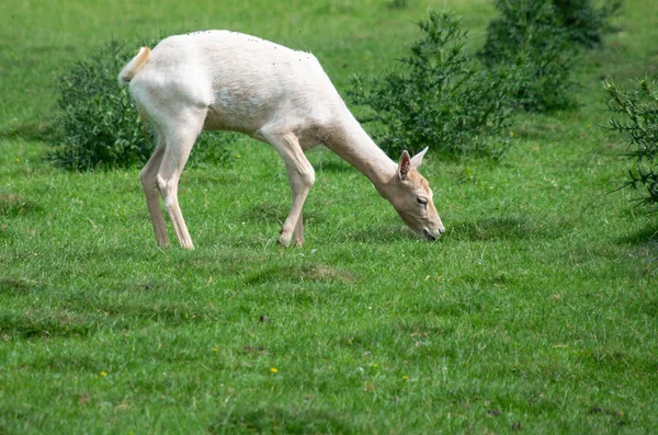 Albino White Fallow Deer Grazing — Stock Photo, Image