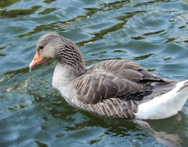 Graylag Goose Swimming River Thames — Stock Photo, Image