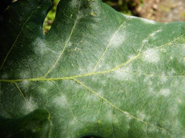 A yakın çekim Külleme küf, yaygın bir bitki hastalığı ile enfekte bir meşe yaprağı