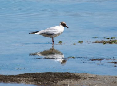 O duruyor su yansıması siyah başlı martı
