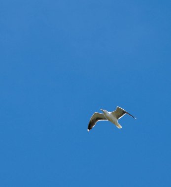 Masmavi gökyüzünde uçan bir ringa martı