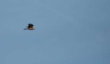 Kırmızı bir Uçurtma Şenliği okuma yukarıdaki mavi gökyüzüne