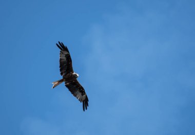 Kırmızı bir uçurtma okuma yukarıdaki mavi gökyüzü uçan