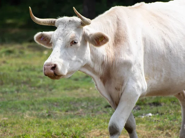 Uma Vaca Branca Nova Floresta — Fotografia de Stock