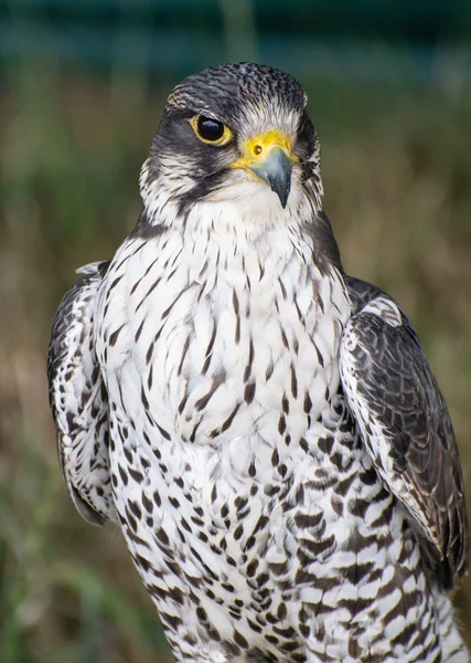 Portre Spektroskopi Peregrine Falcon Yakından — Stok fotoğraf