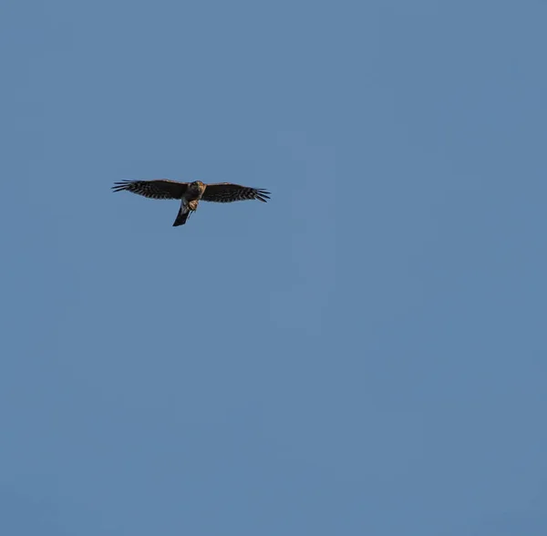 Cerf Volant Rouge Avec Une Biche Morte Dans Ses Serres — Photo