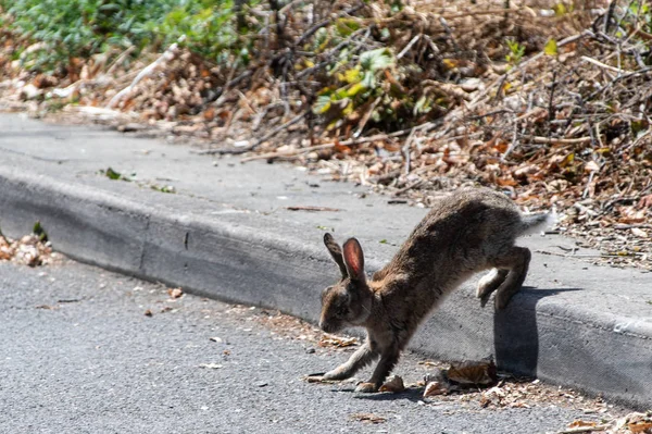 Wild Rabbit Crossing Road — Stock Photo, Image