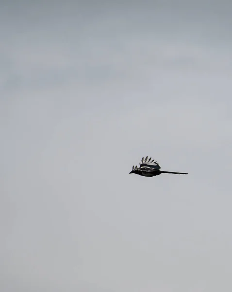 Common Eurasian Magpie Flying Grey Day — Stock Photo, Image