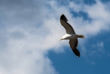 Ringa balığı ile mavi gökyüzüne uçan martı