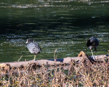 Yaban ördeği kayan bir oturum açma tünemiş bir çift