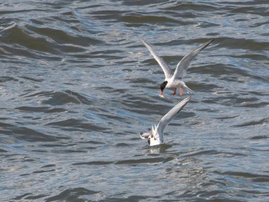 Firth of Forth İskoçya'da genç onu besleyen bir yetişkin Sumru