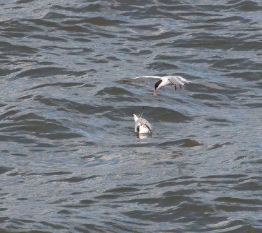 Firth of Forth İskoçya'da genç onu besleyen bir yetişkin Sumru