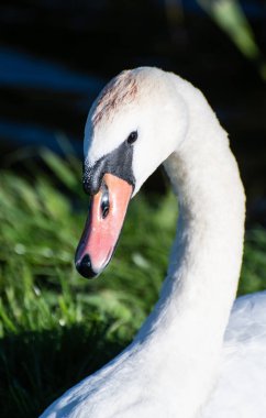 sessiz kuğu portresi