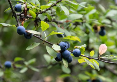 Basingstoke bir ağaç üzerinde mavi çilek