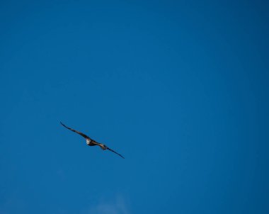 Kırmızı bir uçurtma okuma yukarıda mavi gökyüzü ile kayma