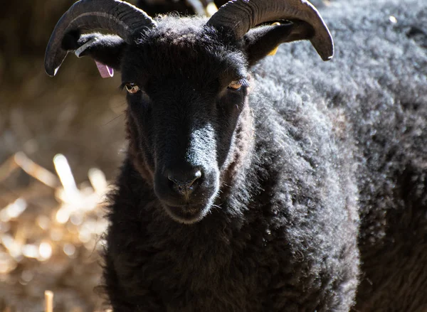 Czarny North Ronaldsay Owca Znany Również Jako Orkney Owiec — Zdjęcie stockowe