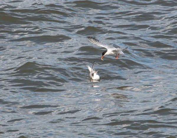 Une Sterne Commune Adulte Nourrissant Ses Petits Sur Firth Forth — Photo